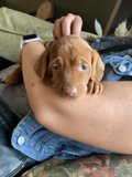 Puppy Love