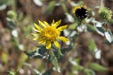 Golden Wildflower Blooms on Mount Diablo Hillside