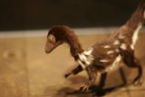 Feathered Friend or Fierce Fowl?
