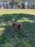 Sunny Day with the Vizsla