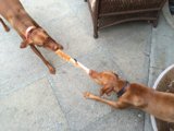 Playtime with Pups
