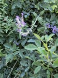 Purple Blossoms of Tesuque
