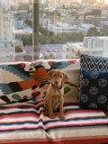 Cozy Canine on Comfy Couch
