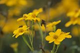 The Floral Symphony of Mother Nature