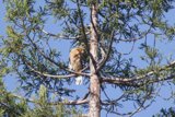 Perched Majesty