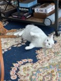 Furry Friends Relaxing on a Cozy Rug