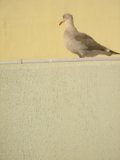 Seagull on the Ledge