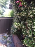 A Flowery Garden Path in Altadena