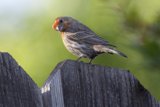 A Finch's Quiet Moment