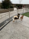 Two Canines Having Fun by the Fence