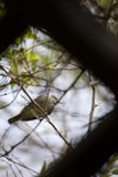 Forest Dweller