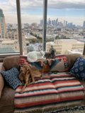 A Cozy Afternoon with Furry Friends