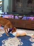 Furry Friends at Play