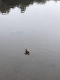 Serenity on Mountain Lake