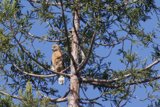 Guardian of the Canopy