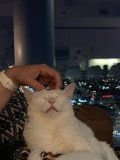 Relaxing with my Feline Companion