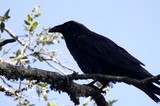 Raven Perched Regally on Lichen-Covered Branch