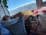 Cozy Canine Nap Time