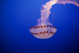 Mysterious Dweller of Monterey Bay