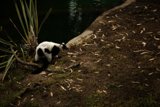 The Pacing Panda