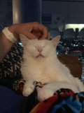 Sleepy Cat on Arm
