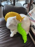 Content Cat on Colorful Furniture