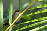 Hidden Gem: The Finch in Foliage