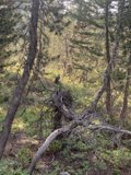 Ursine Watchman