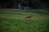 Frisbee Fun in the Field