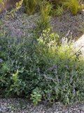 Purple Blooms in the Santa Fe Trail