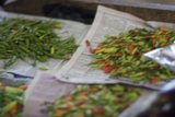 The Bountiful Harvest