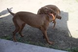 Canine Playtime