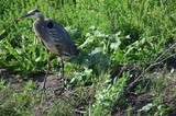 Great Blue Heron Wading in Wetland Vegetation