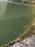 Watering the Pond