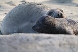Elephant Seal Mother and Pup Resting on Beach