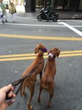 Two Canine Companions