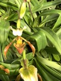 Delicate Orchid in Full Bloom