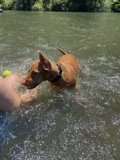 Summer Fun at Monte Rio Beach