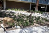 Urban Grazing
