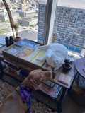 Furry Friends on the Coffee Table