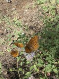Fluttering Amidst Nature's Bounty