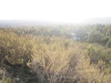 Misty Wilderness View