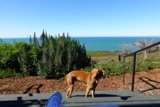 A Golden Retriever's Summer Day by the Ocean