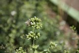 Busy Bee on White Flowers