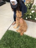 Woman and her Poodle on the Sidewalk