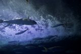 Marvelous Marine Dance