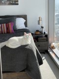 Cozy Cat Nap Time