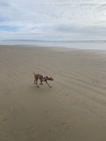 Running Free on the Beach