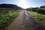 Tranquil Pathway: An Earthy Exploration