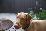 Bewildered Pooch